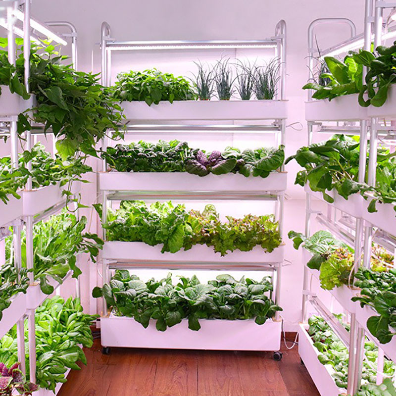 Smart Garden Vertical - System uprawy hydroponiki Pionowy Inteligentny Uprawa