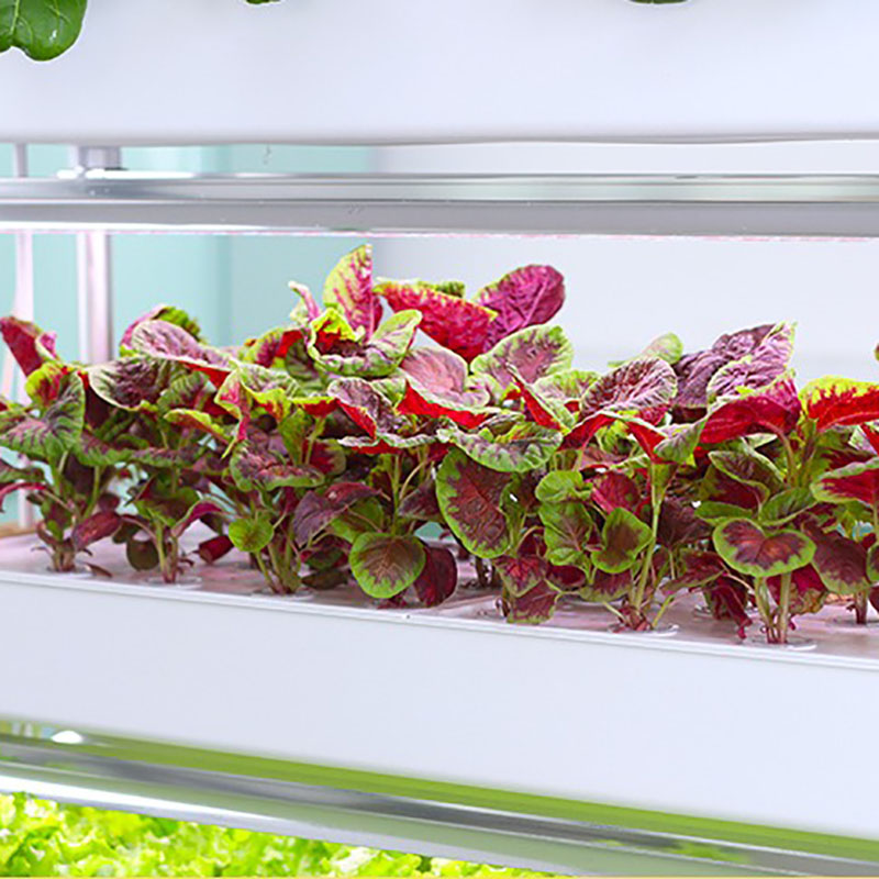 System uprawy hydroponiki Pion – Smart Garden Vertical recenzja i cena